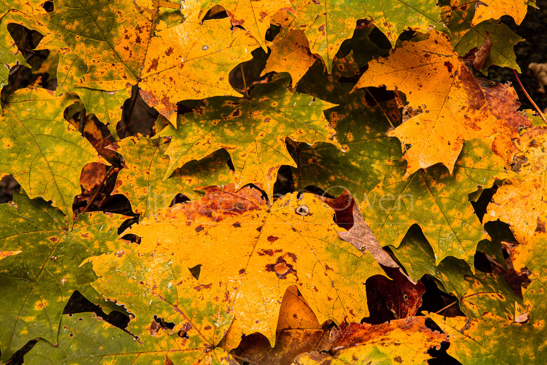 Yellow and Green