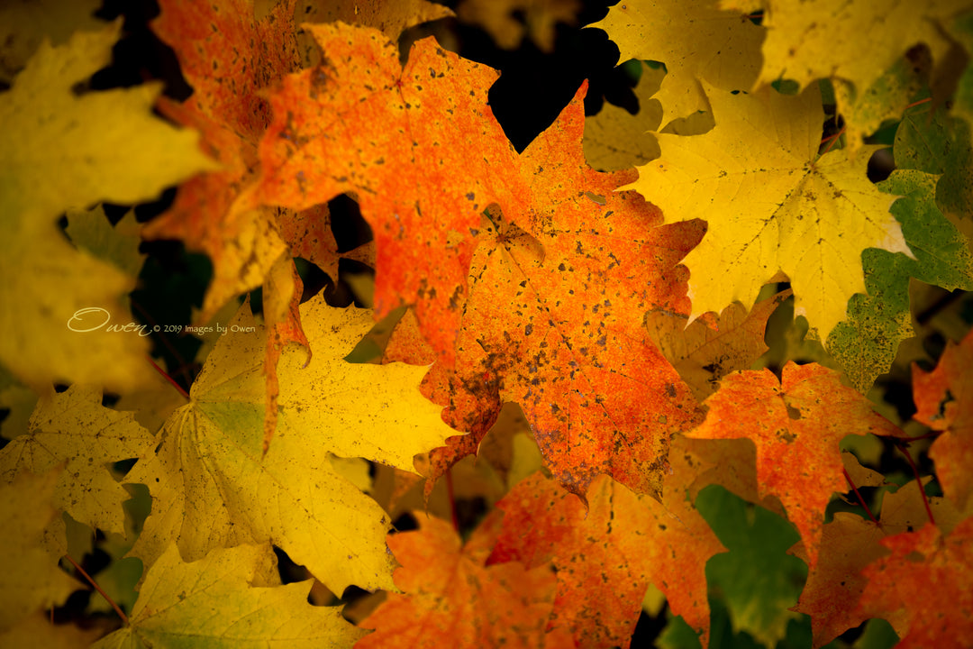 Harmony and diversity in the world of maple