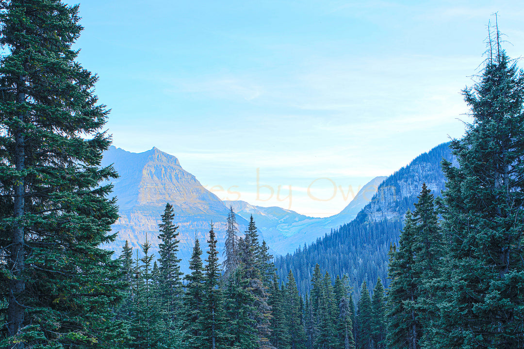 Jackson Glacier among the Pines