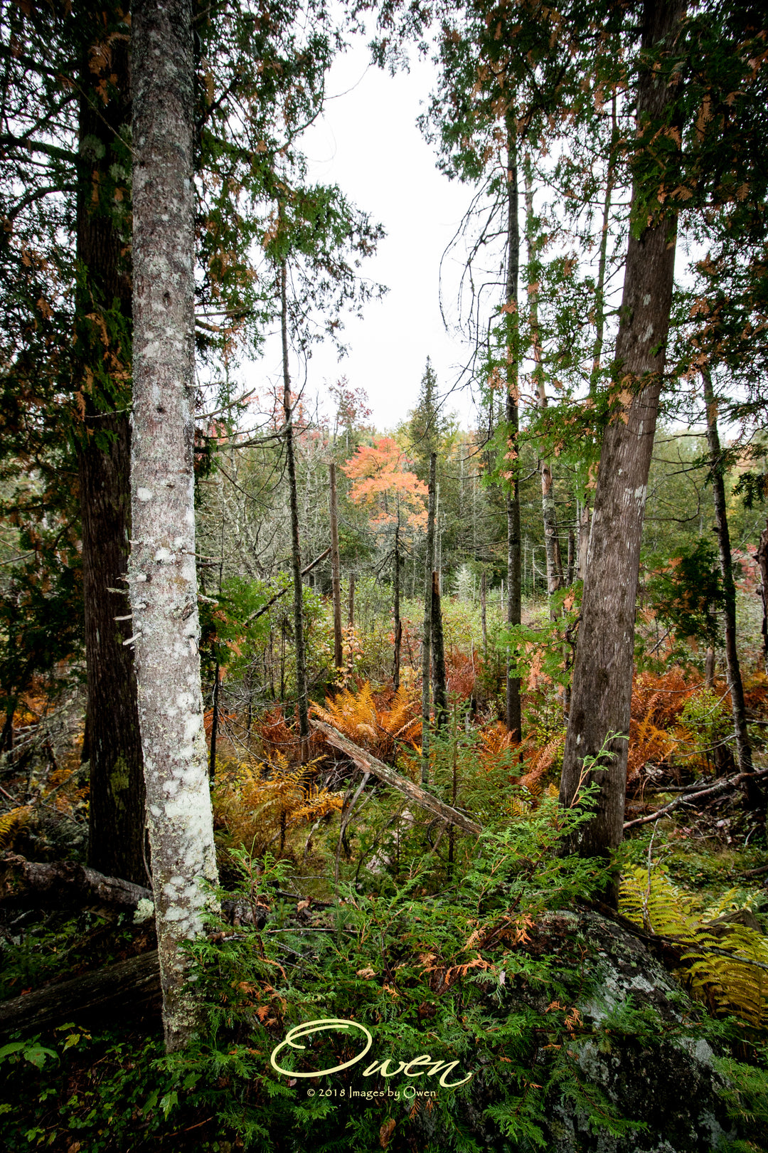 Jurassic Forest