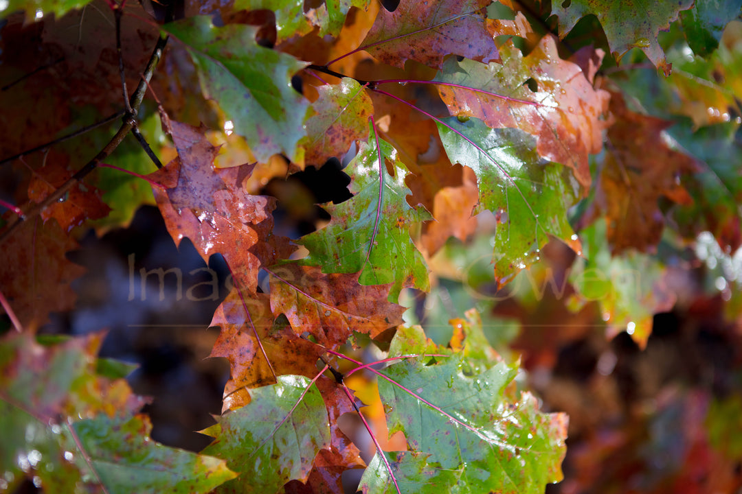 Rustic Autumn