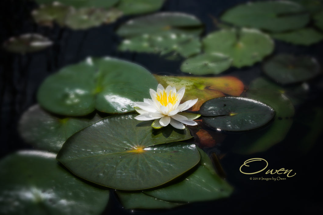Lily Pad