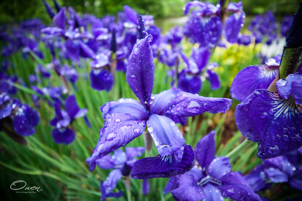 Collecting the Water for the Development of Purple
