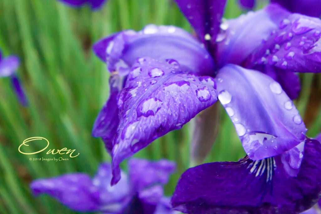Wet Purple